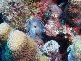 Split-Crown Feather Duster IMG 7401